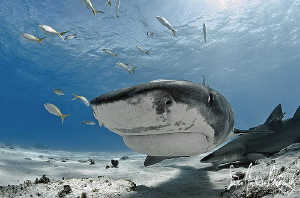 This beautiful Tiger Shark harmlessly investigates from a... by Steven Anderson 